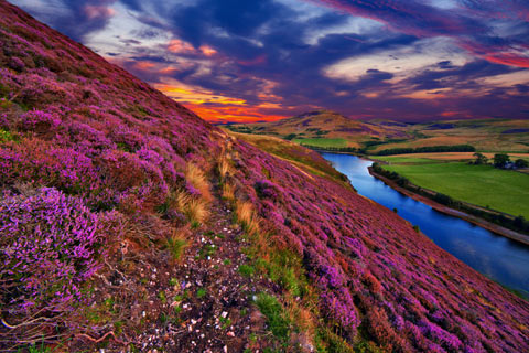 Purple heather on a hillside next to a river, with sunset sky in Summer